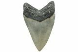 Serrated, Fossil Megalodon Tooth - North Carolina #309511-1